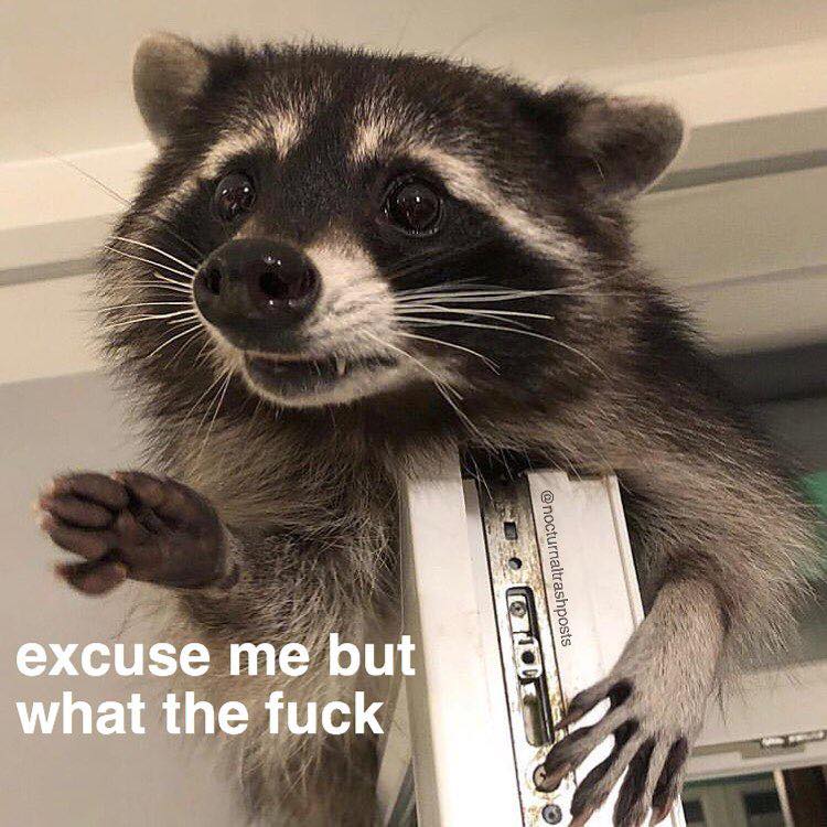 This meme features a picture of a raccoon with a surprised expression, looking like it's been caught doing something mischievous. The text "excuse me" is written in a playful, informal tone, while the second line "but what the f**k" is a humorous expression of surprise or frustration. The overall tone is lighthearted and humorous, poking fun at the idea of being caught in a situation where you're not supposed to be.
